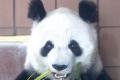 ncsupanda's Avatar